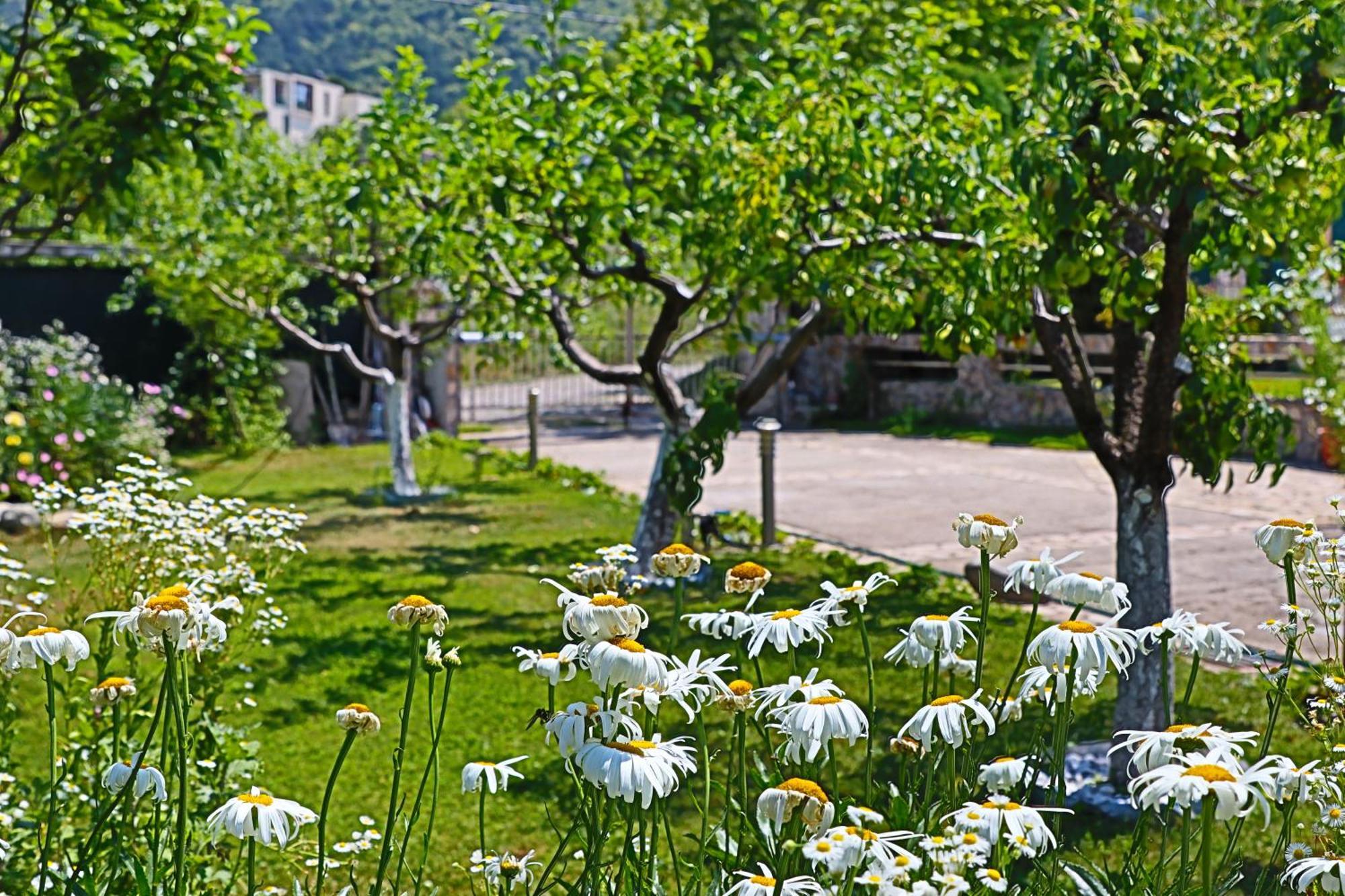Holiday House Kubrat ساباريفا بانيا المظهر الخارجي الصورة